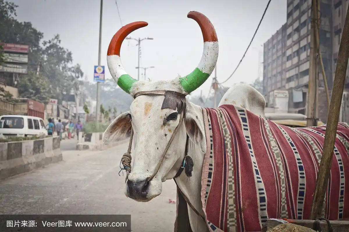 有角的印度牛,涂上了印度国旗的颜色,摄于新德里