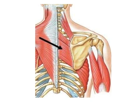 菱形肌又分为大小菱形肌:小菱形肌与大菱形肌之间有一层非常薄的蜂窝