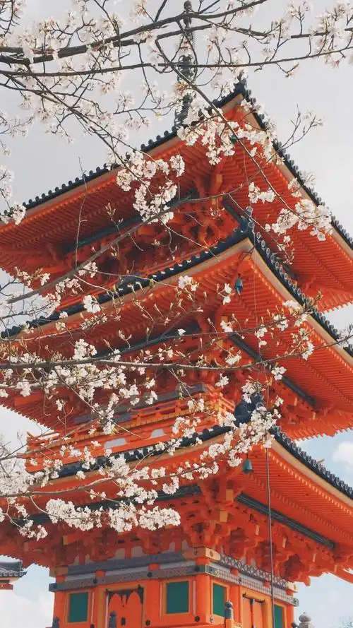 【v粉壁纸】日本樱花街道风景