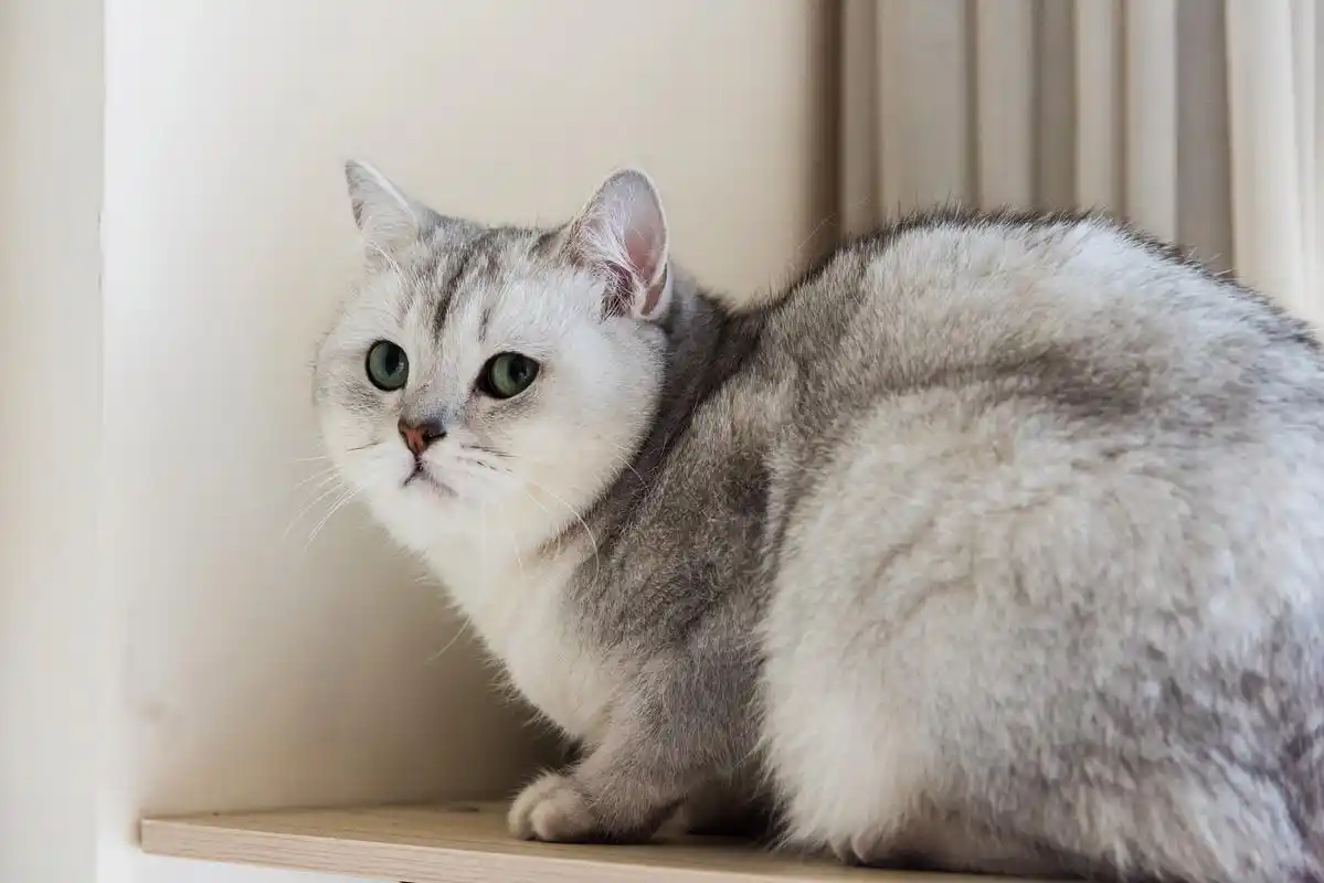 银渐层猫是英短和美短的混血品种,具有浓密的白色毛发,圆润的脸型和