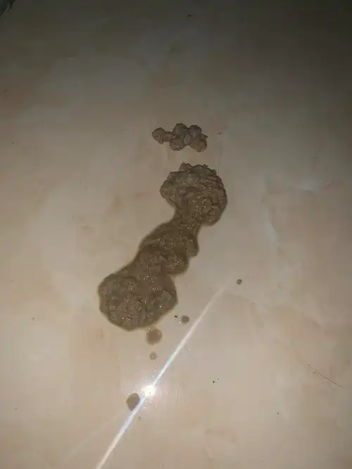 【讨论】我家猫猫吐了,能麻烦大家看下是不是猫猫.