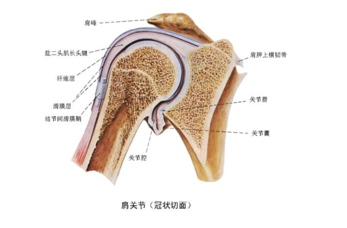 肩关节