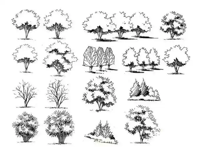 风景园林考研景观手绘植物素材分享含画法_风景_园林_手绘_考研_素材
