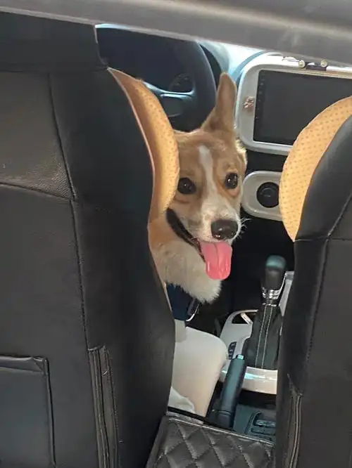 我家柯基会开车