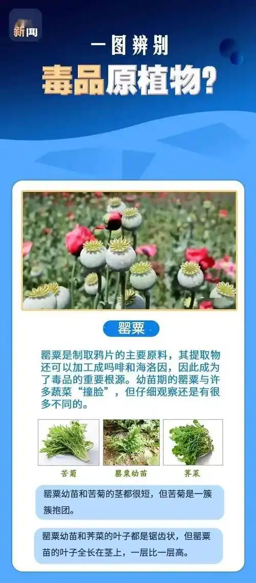 科普小知识:如何辨别罂粟