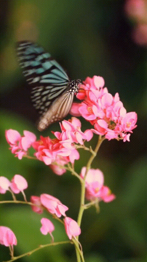 480_852竖版 竖屏gif 动态图 动图