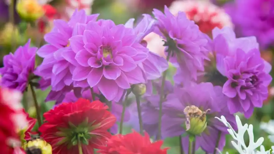 好看的鲜花图片大全-花卉壁纸-高清花卉图片-娟娟壁纸