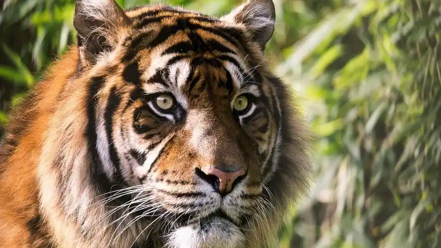 高清晰老虎壁纸图片