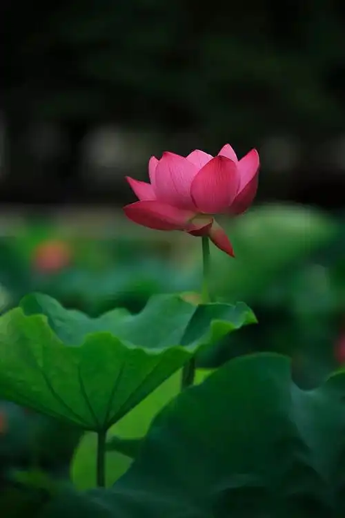 七宝池中菡萏馨一一东林千年莲香醉人