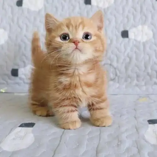 橘猫猫幼混血幼崽田园狮子猫咪森林猫咪宠物摄影