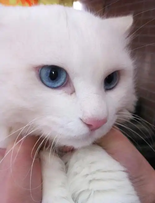 呆蠢萌波斯猫 - showlin - showlins blog