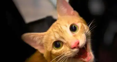 能发出100种叫声的猫咪,到底在说什么?