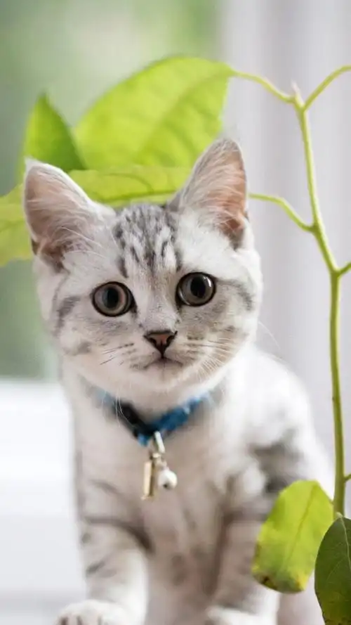 各类可爱的宠物猫高清摄影4k手机壁纸-动物壁纸 - 壁纸专辑