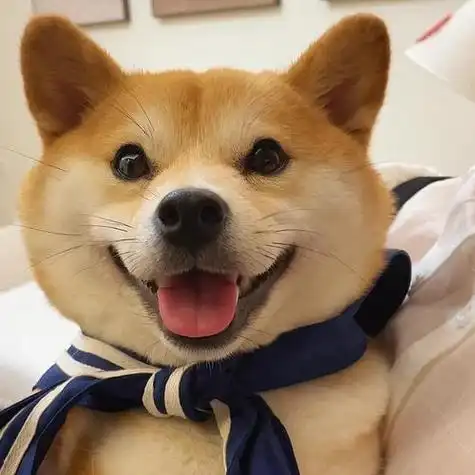 柴犬微信可爱头像图片 微信头像图片大全 -【爱个性】