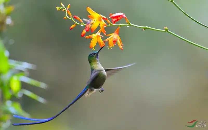 长尾蜂鸟