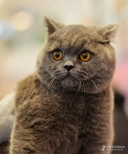 宠物猫萌萌猫真可爱