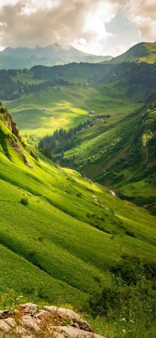 护眼绿色系热爱生活的熊熊插画卡通风yyds干净壁纸ins壁纸wechat聊天