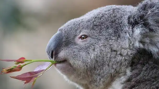 澳大利亚国宝——树袋熊_考拉_树懒_时候