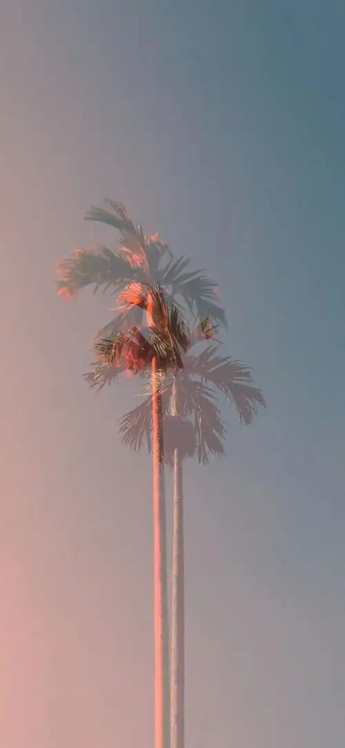 有哪些岁月静好宁静高雅的壁纸? - 知乎