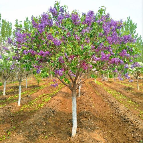 丁香花树苗浓香花卉植物盆地栽庭院室内外当年开花风景南北方耐寒