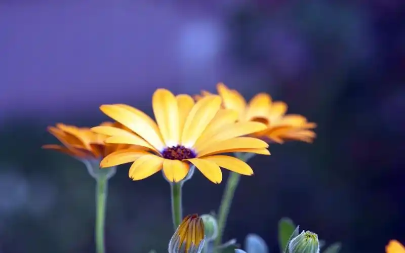 花瓣的照片美丽特写 壁纸 - 1920x1200