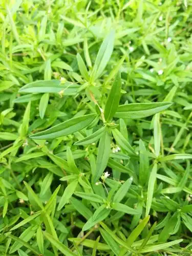 滨医花草记 - 美篇