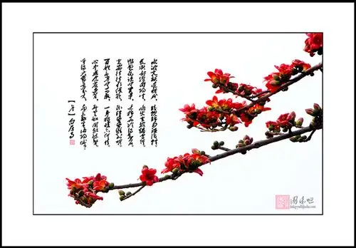 描写木棉花的句子