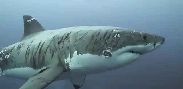 僵尸鲨鱼身体被吃一半仍在奋力猎食咋回事它不觉得痛吗