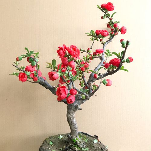 重瓣海棠花盆栽带花苞老桩大花浓香型室内外阳台花卉植物庭院花苗