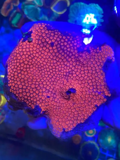 红宝石花纽扣脑原石彩虹飞盘