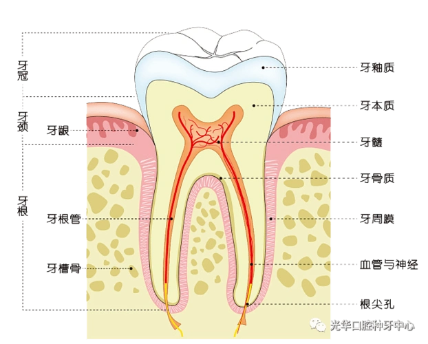 根管治疗及治疗后的注意事项_牙齿
