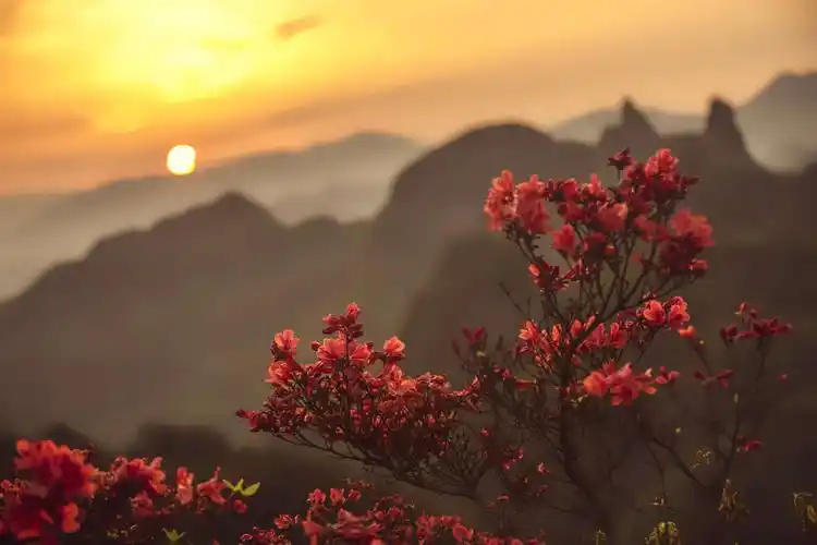 铜钹山:岭上开遍哟映山红