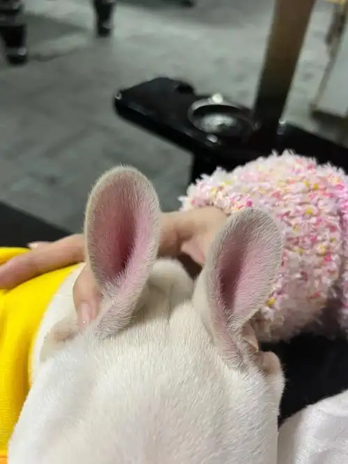 看耳朵猜一小动物