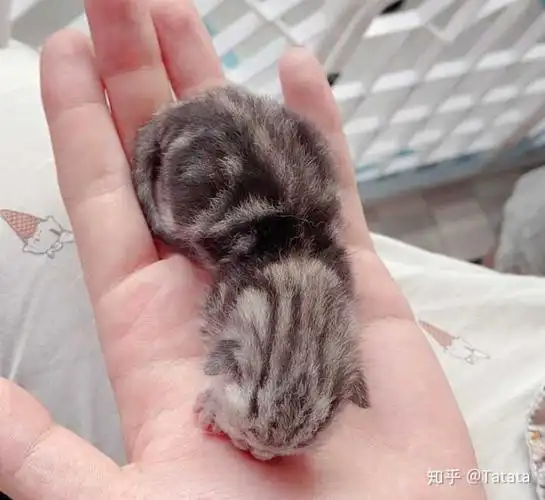 美短和英短杂交好看吗?养猫的来戳戳