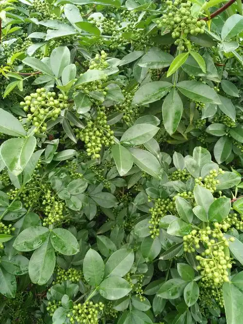 要想花椒结的好"矮尚套餐"少不了~西充中岭青花椒观摩大会