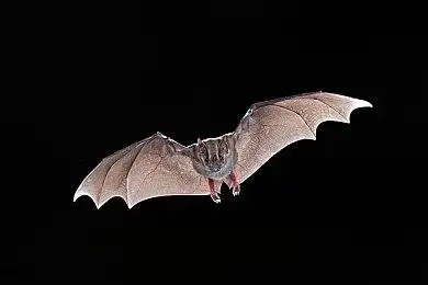 蝙蝠_飞_夜晚_华盛顿_图片大全—全景创意图库(quanjing.