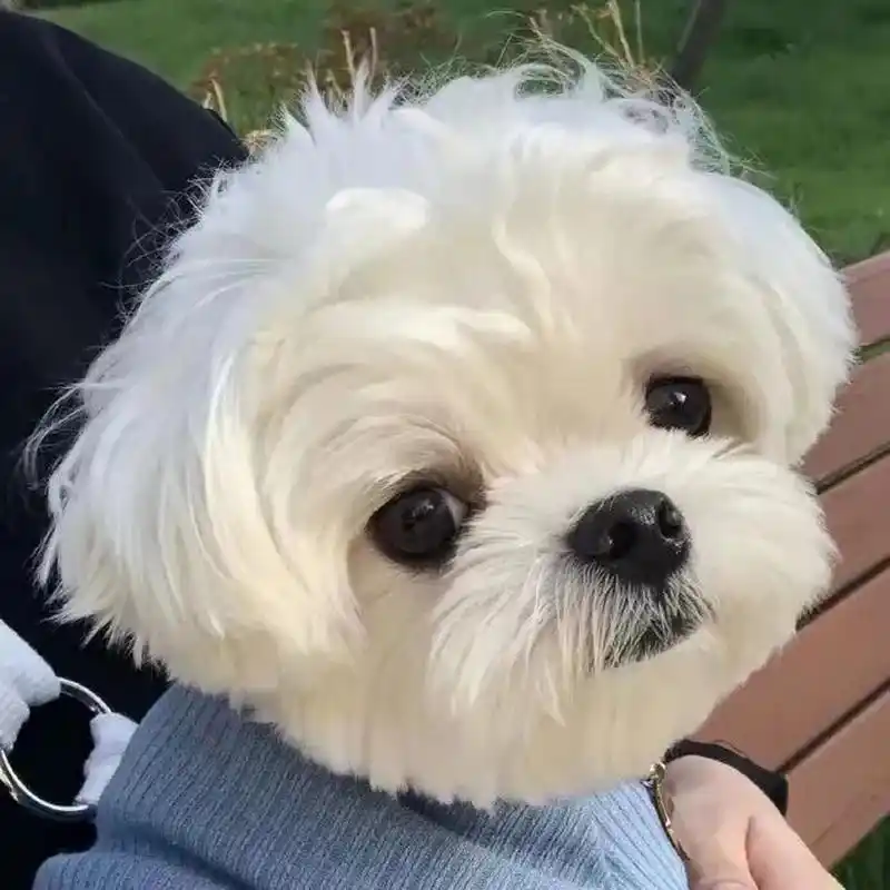 真的好可爱 #微信头像# #可爱头像# #可爱动物头像# #治愈系小猫咪