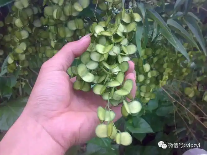 这是野生的淮山种子,我们这里叫做"山大薯",味道比种植的淮山好吃一