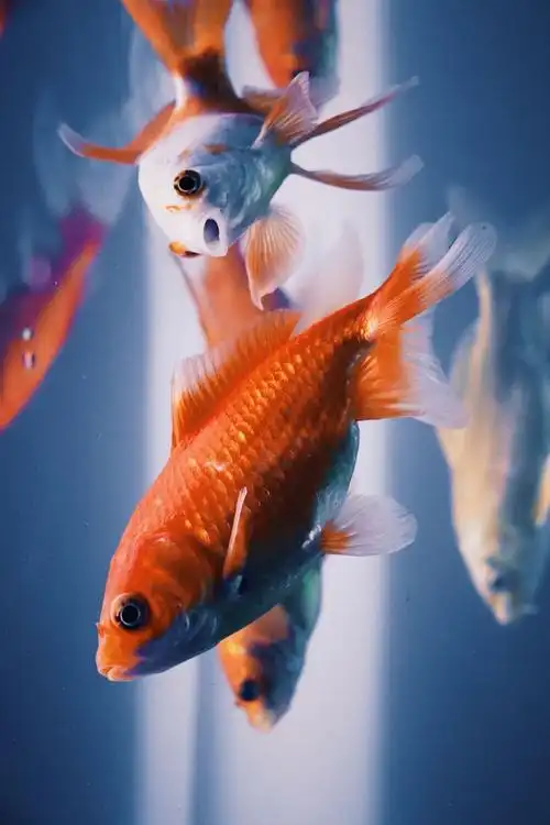 鱼- 堆糖,美图壁纸兴趣社区