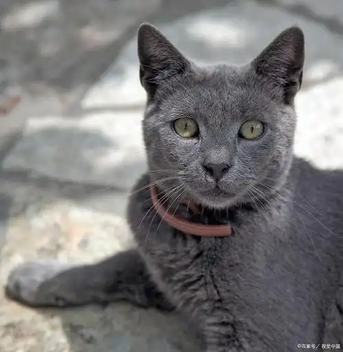 爱宠记 铲屎官 新手养猫 你了解猫界斗士—科拉特猫吗?