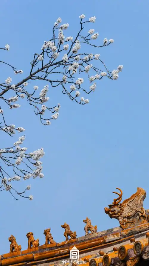 【唯美!#故宫发布杏花壁纸#】借暖风春水,照枝头新妆.