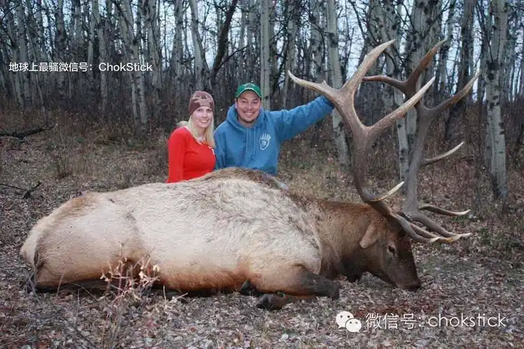 平均 9 英尺地就有熊的足迹,暖冬过后驼鹿迁徙的景象也是够热闹的.