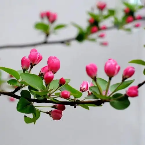 庭院阳台室内可栽物西府海棠树一花双色有香气绿化