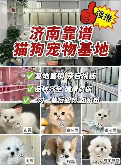 济南买金毛首页网站丨金毛狗多少钱一只济南金毛狗多少钱一只丨买宠物