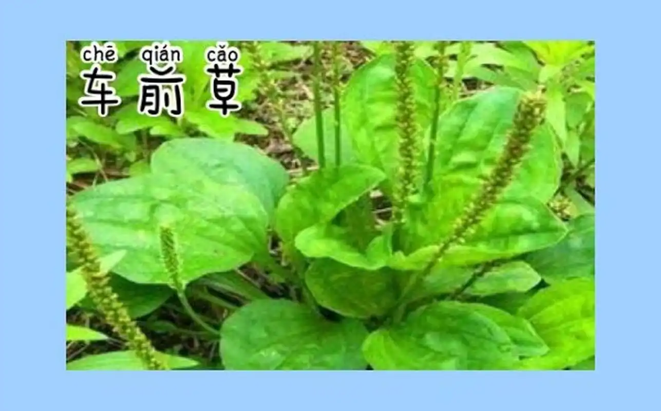 车前草的功效与作用 【车前草】 为车前科植物或平车前的干燥全草.