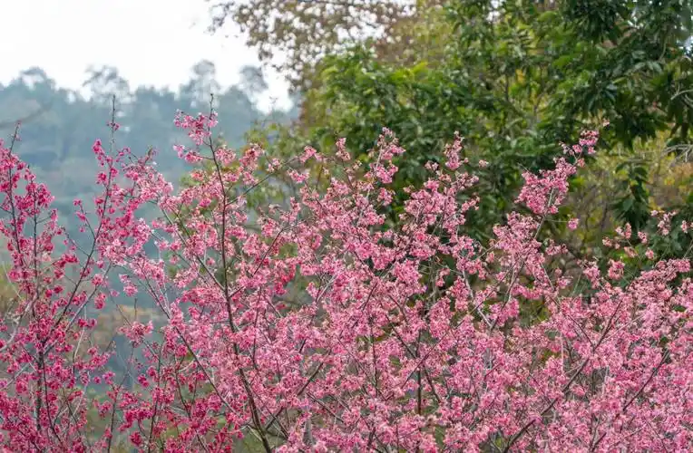 厦门春日赏花地图→_花海_樱花_海沧