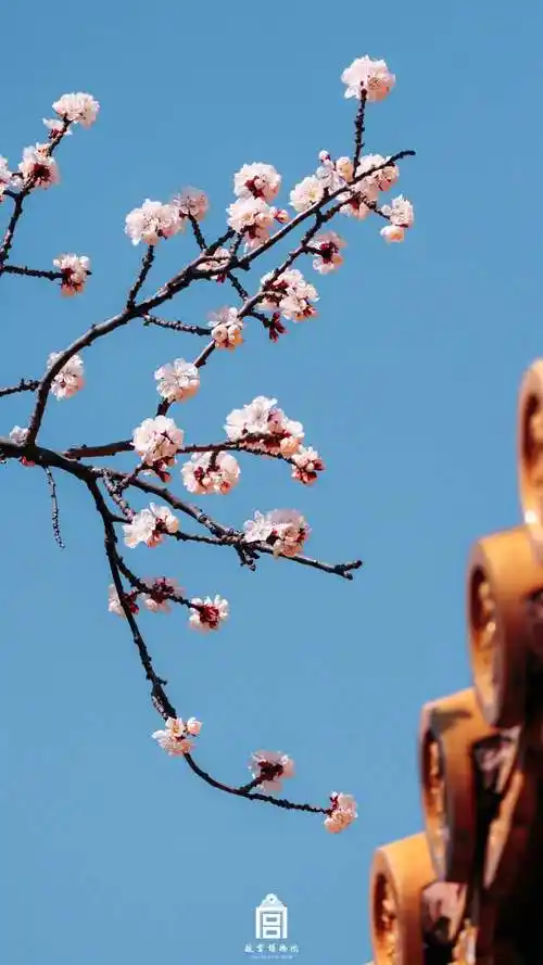 春花壁纸上新故宫杏花开放好浪漫