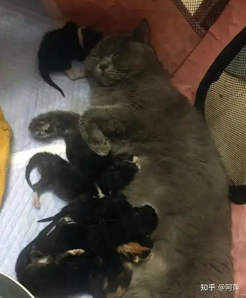 后续蓝猫跟田园猫生出来的猫咪是这样的