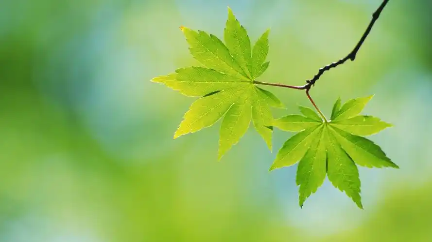 绿色护眼壁纸壁纸是一款电脑壁纸,属于