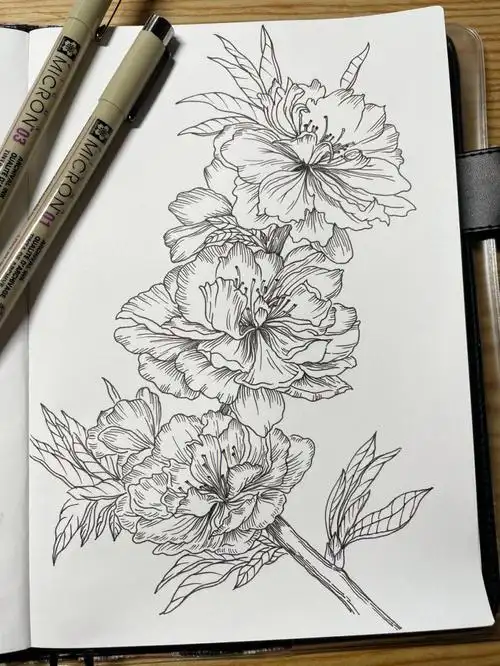 针管笔手绘花卉临摹碧桃附过程